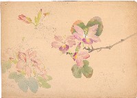 藏品(花)的圖片