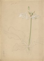 藏品((1)玉簪花；(2)絲瓜)的圖片