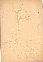 藏品(玉簪花)的圖片