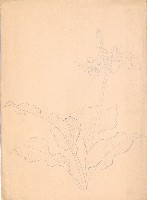 藏品(玉簪花)的圖片