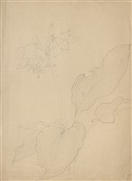 藏品((1)玉簪花；(2)絲瓜)的圖片