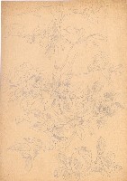 藏品(茶花)的圖片