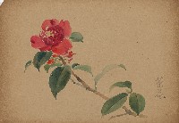 藏品(茶花)的圖片