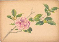 藏品(茶花)的圖片