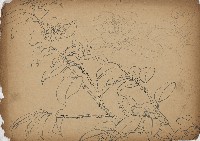 藏品(茶花)的圖片