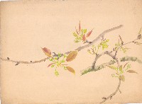 藏品(梨花)的圖片