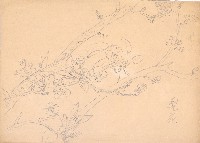 藏品(梨花)的圖片