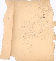 藏品(油菜花)的圖片