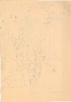 藏品(曇花)的圖片