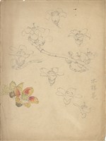 藏品((1)木棉；(2)木棉花)的圖片