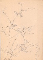 藏品(花)的圖片