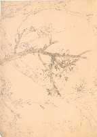 藏品(吉野櫻花)的圖片