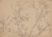 藏品(櫻花)的圖片