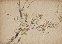 藏品(櫻花)的圖片