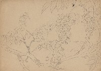 藏品(紫藤花)的圖片