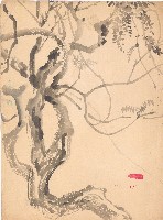 藏品(紫藤樹)的圖片