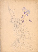 藏品(紫藤花)的圖片