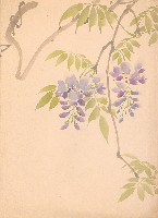 藏品(紫藤花)的圖片