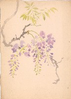 藏品(紫藤樹)的圖片
