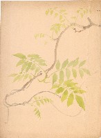 藏品(紫藤花)的圖片