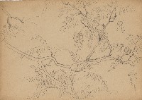 藏品(紫藤樹)的圖片