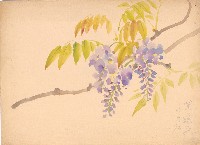 藏品(紫藤花)的圖片