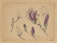 藏品(花包(辛夷) )的圖片