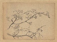 藏品(櫻花)的圖片