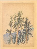 藏品(檜木林)的圖片