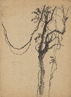 藏品(藤樹)的圖片