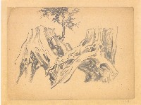 藏品(老樹幹)的圖片