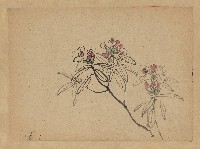 藏品(花(石楠) )的圖片
