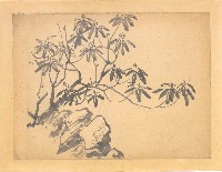 藏品(花(石楠))的圖片