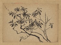 藏品(花(石楠))的圖片