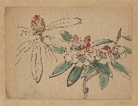 藏品(花)的圖片