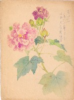 藏品(木芙蓉)的圖片