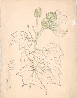 藏品(芙蓉)的圖片