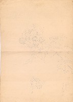 藏品(芙蓉)的圖片