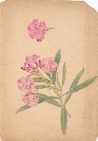 藏品(夾竹桃)的圖片