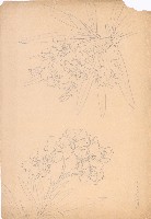 藏品(夾竹桃)的圖片