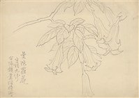 藏品((1)曼陀羅花；(2)荷花枯葉)的圖片