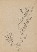 藏品(枯樹幹)的圖片