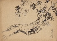 藏品(想思樹)的圖片