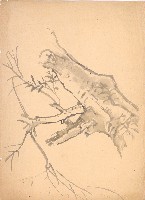 藏品(樹幹)的圖片