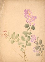 藏品(紫薇花)的圖片