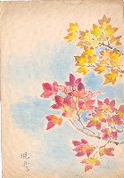 藏品(楓葉)的圖片