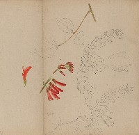 藏品(辣椒花)的圖片