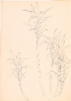 藏品(甘蔗)的圖片