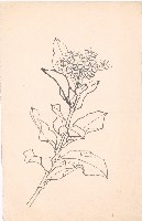 藏品(植物)的圖片