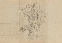 藏品(樹幹)的圖片